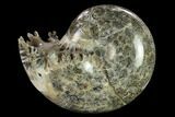 Polished, Agatized Ammonite (Phylloceras?) - Madagascar #132140-1